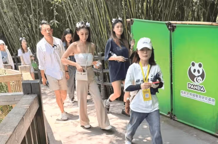 汪小菲馬筱梅牽手旅遊,看大熊貓心情好,到自家餐廳吃飯,又秀恩愛