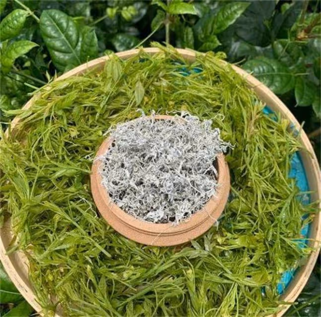怎樣選購莓茶?野生莓茶與特級莓茶哪個好?