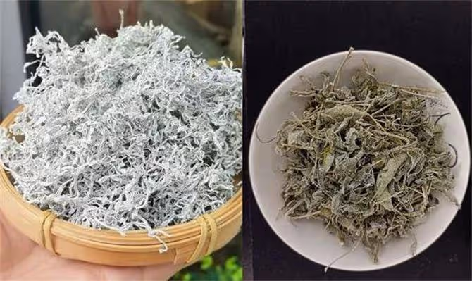 怎樣選購莓茶?野生莓茶與特級莓茶哪個好?