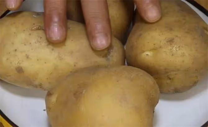 土豆怎麼樣保存才能不發芽?儲存土豆新方法,誰用誰受益