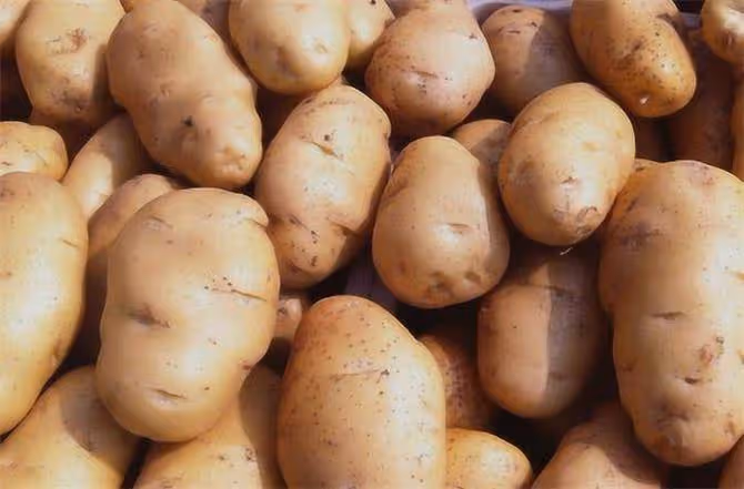 土豆怎麼樣保存才能不發芽?儲存土豆新方法,誰用誰受益