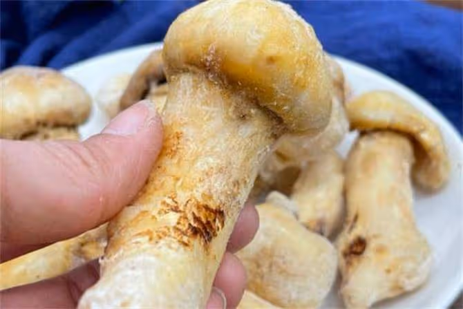 松茸怎樣冷凍保鮮?松茸保存方法大揭秘,讓你隨時享受美味