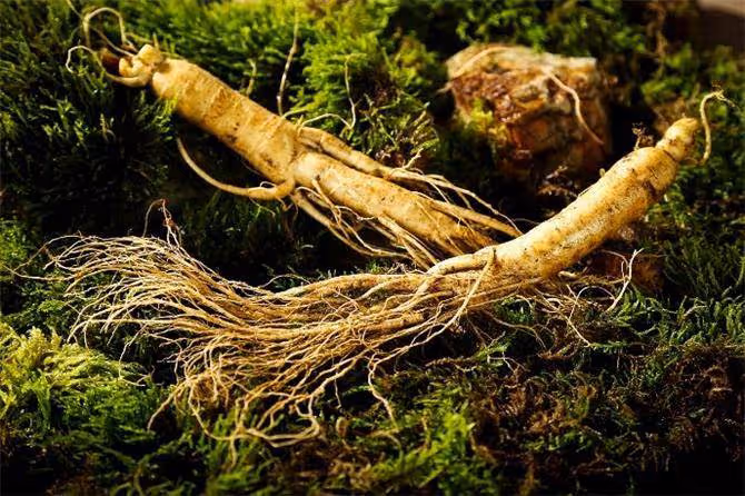 人參多少錢一斤?野生人參價格幾百萬,人工種植卻不值錢?