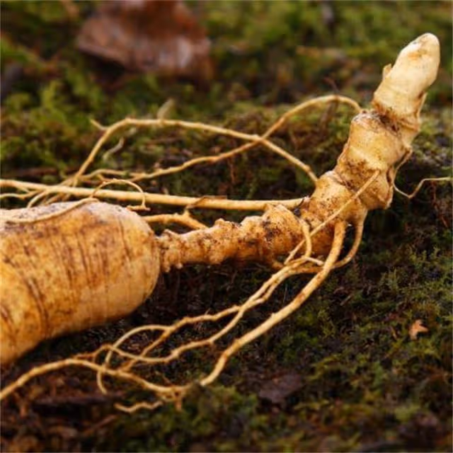 人參多少錢一斤?野生人參價格幾百萬,人工種植卻不值錢?