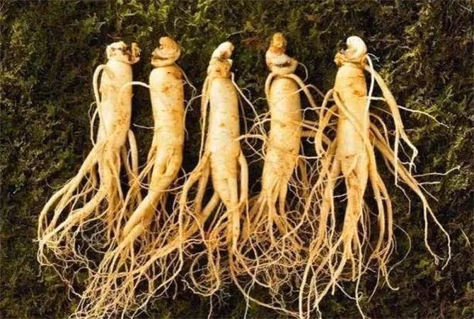 人參多少錢一斤?野生人參價格幾百萬,人工種植卻不值錢?