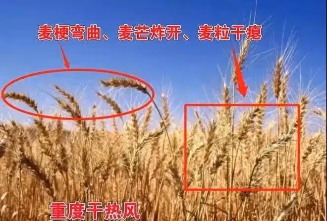 山東大變天!明天16-17日迎來罕見高溫天氣,大暴雨分布以下地區