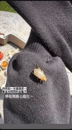 豬哥亮逝世7周年顯靈? 謝金晶祭拜一半...金龜飛上身停3分鐘