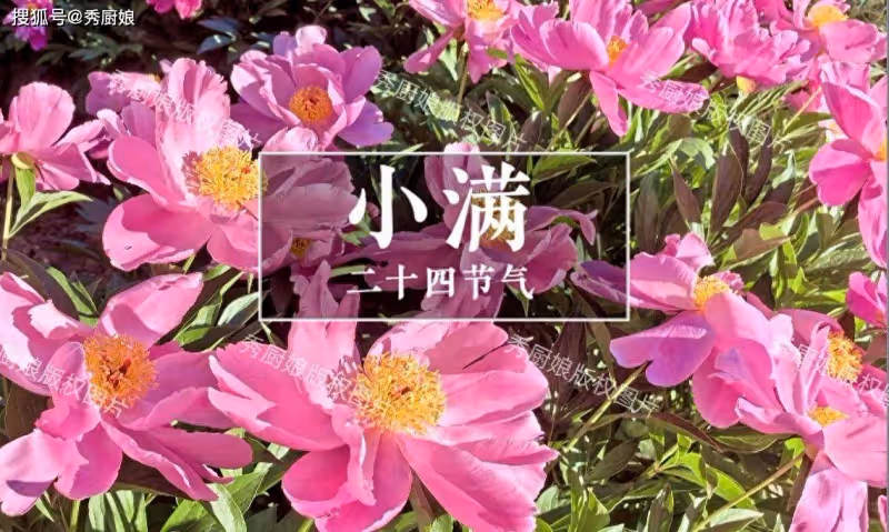 「小滿吃一寶,不往醫院跑」,到底吃啥好?今天解密教你怎麼吃~