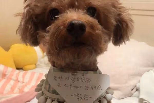 《換乘戀愛3》福娃離世！　東振心痛告別14年愛犬：對不起