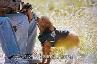 《換乘戀愛3》福娃離世！　東振心痛告別14年愛犬：對不起