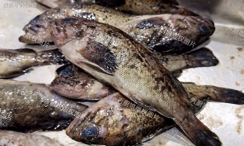 夏天,遇到這魚別手軟,比鯽魚營養,比鱸魚鮮美,人人都能吃得起