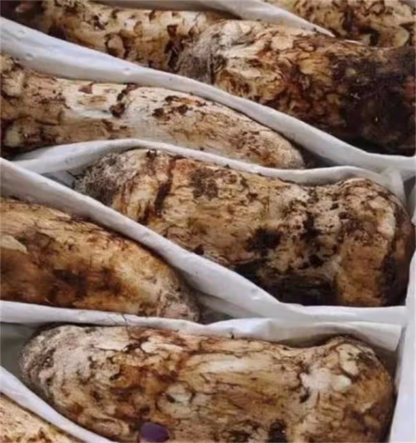 新鮮松茸怎麼保存最好?超細節分享給大家