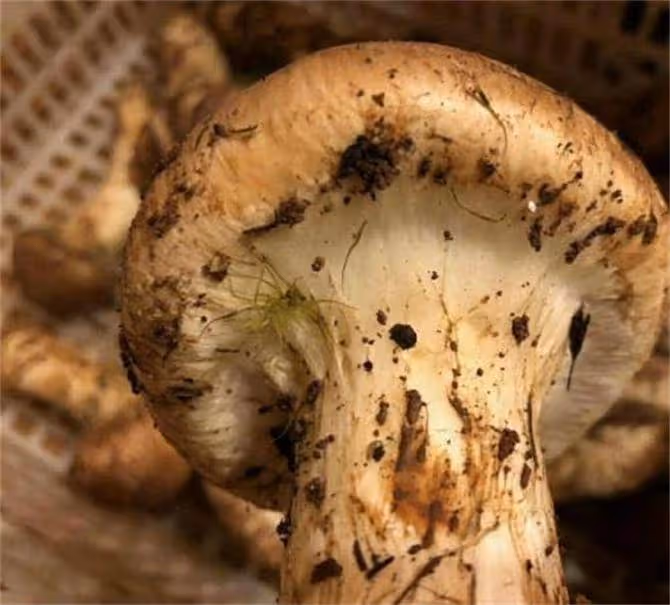新鮮松茸怎麼保存最好?超細節分享給大家