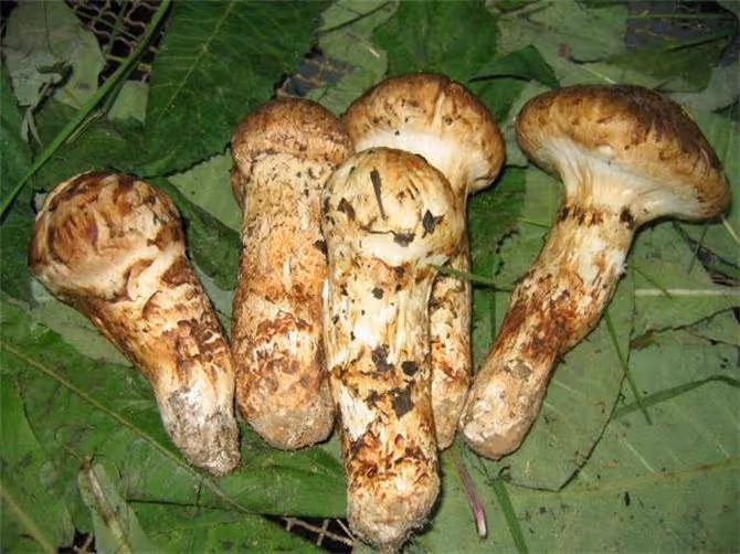 新鮮松茸怎麼保存最好?超細節分享給大家