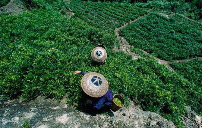 哪裡產的莓茶正宗?黃酮之王說的是張家界莓茶嗎?