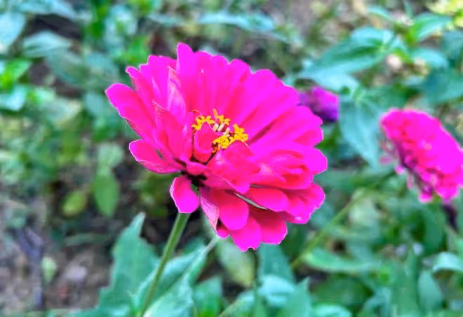 男人嘴上說愛你,卻找你借錢花,就一個原因