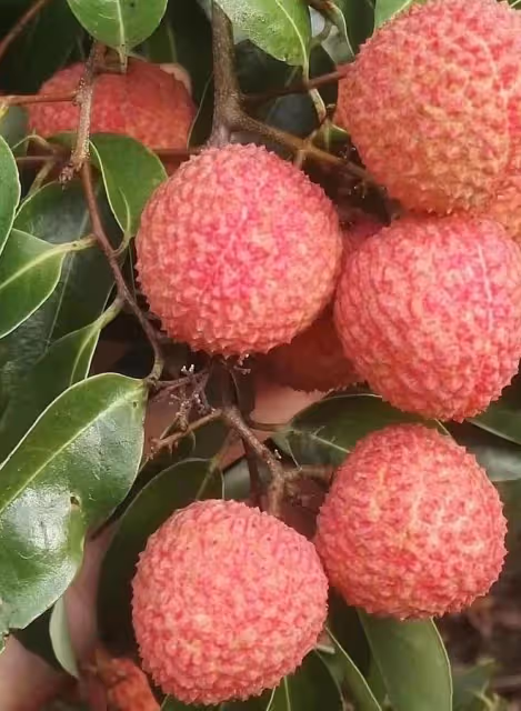 同事來我家摘荔枝,曬我做的糊弄菜走紅網絡,朋友:還不如吃快餐