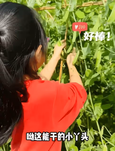 朱丹帶娃回娘家摘豆子,素顏像周一圍,6歲女兒跟外婆幹活很勤快