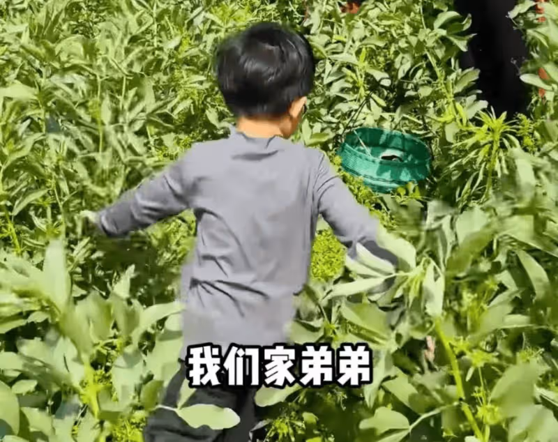 朱丹帶娃回娘家摘豆子,素顏像周一圍,6歲女兒跟外婆幹活很勤快