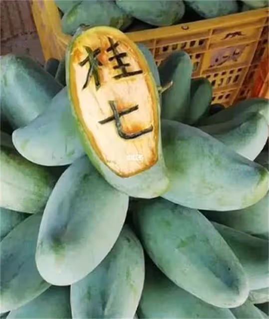 桂七芒果怎麼看熟不熟?成熟後它也是青色的哦