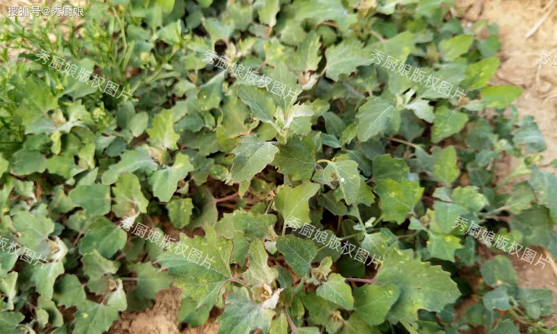 5月,遇到這菜抓緊吃,全身是寶,卻常被人「嫌棄」,現在正當季