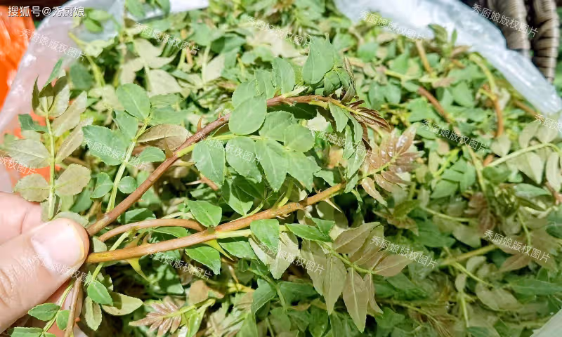 5月,遇到使勁吃,很多人只吃種子,其實葉子才是寶,不懂吃真虧