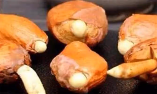 榴槤籽可以吃嗎?榴槤籽煮熟了吃是什麼味道呢?
