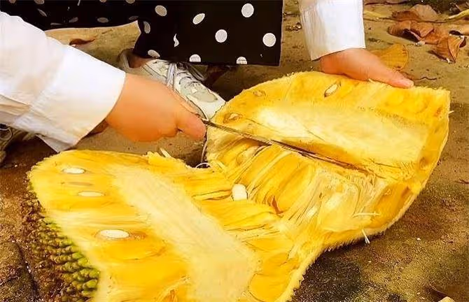 解鎖菠蘿蜜的正確剝法,沉浸式剝水果無法自拔