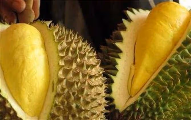 沒開口的榴槤要放幾天才能熟?榴槤一定要開口才算熟嗎?