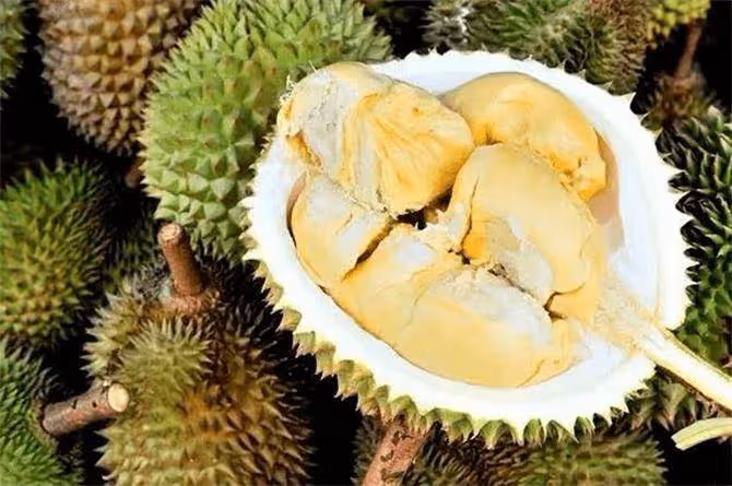 沒開口的榴槤要放幾天才能熟?榴槤一定要開口才算熟嗎?