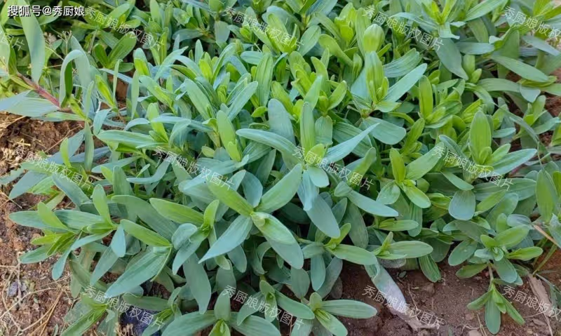 端午前,韭菜芹菜靠邊站!抓緊吃「5月第一鮮」,包餃子吃太香了