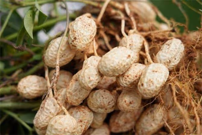 花生最佳收穫時間在什麼時候?後期花生產量形成時期才是關鍵