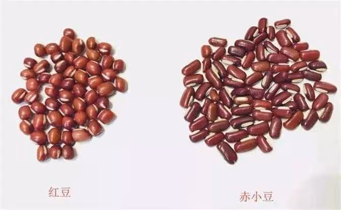 赤小豆和紅豆到底有何區別?教你如何分辨紅豆和赤小豆
