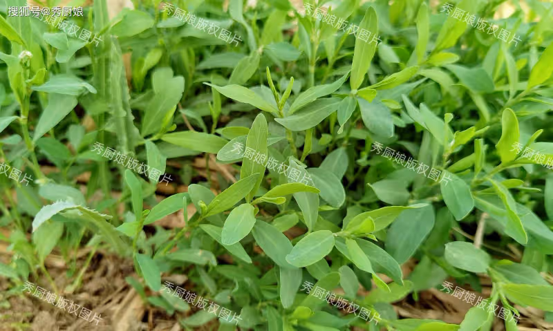 這菜不花1分錢,5月農村遍地都是,摘回家蒸一蒸,營養好吃不上火