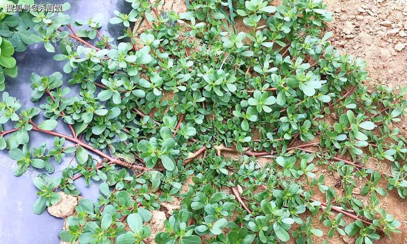 「夏天吃1草,不把醫生找」,這「1草」指啥?大量上市,別不懂吃