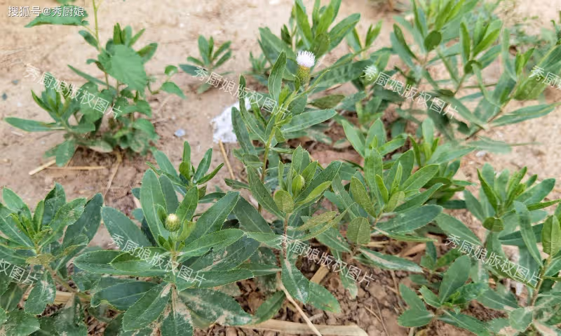 端午前,遇到這菜使勁吃,鮮嫩營養,全身是寶,可惜很多人當草!