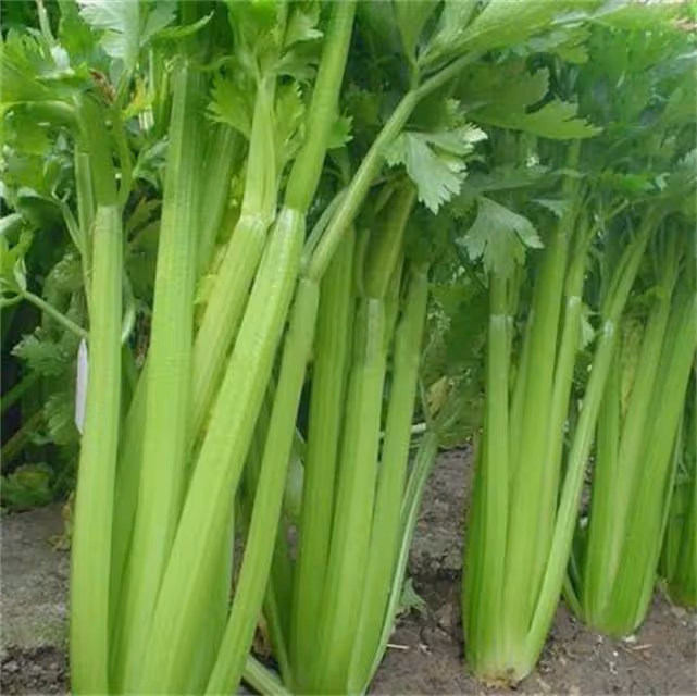 西芹和芹菜的區別是什麼?該如何區分呢?