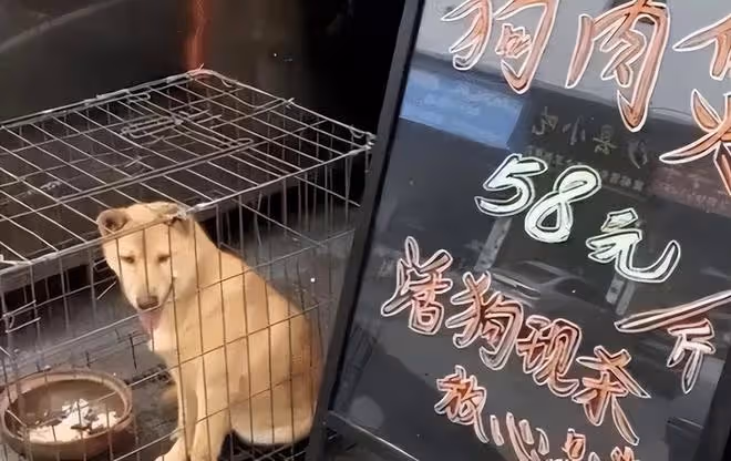 回顧:愛狗人士打砸狗肉店,被老闆怒揍成重度腦震盪,結果如何