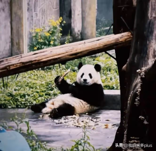 趙麗穎接兒子團聚,母子一起吃烤串,看大熊貓,5歲想想出鏡好帥