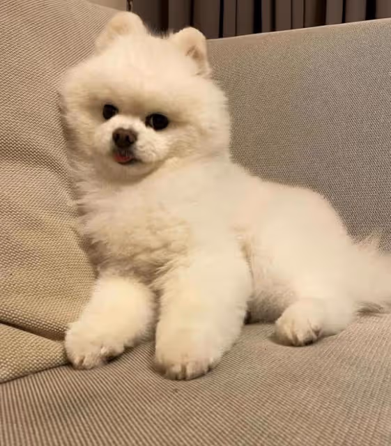 高以翔媽媽近照衰老很多,痛失兩位摯愛,抱高以翔寵物狗顯憔悴