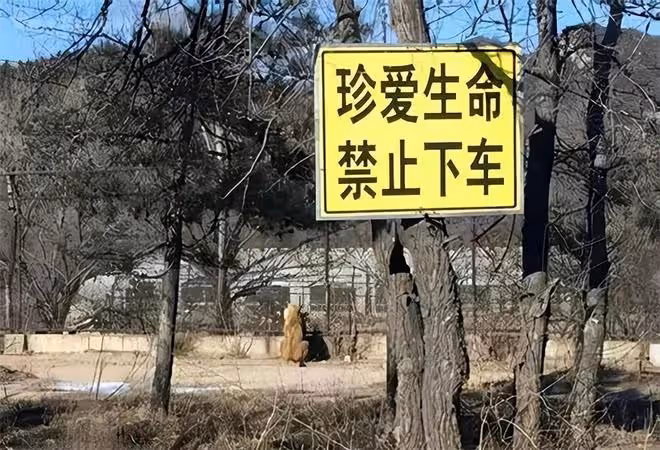 2016年八達嶺老虎傷人案：倖存者索賠154萬失敗，因毀容無工作