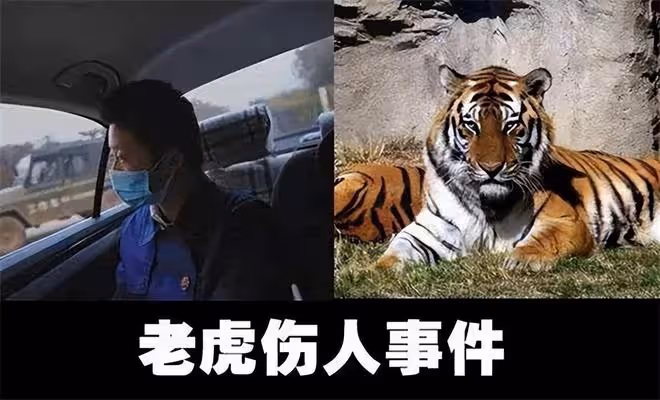 2016年八達嶺老虎傷人案:倖存者索賠154萬失敗,因毀容無工作