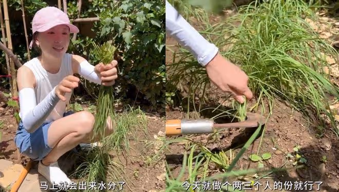 董潔和王艷下地干農活,一個割韭菜接地氣,一個全副武裝像作秀