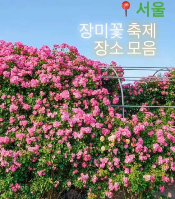 【在韓生活】首爾玫瑰節：體驗春天的美麗