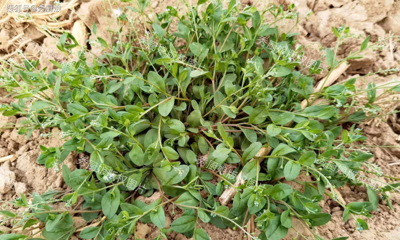 這菜全身是寶,以前常被當成雜草,如今成極品野菜,包餃子吃真香