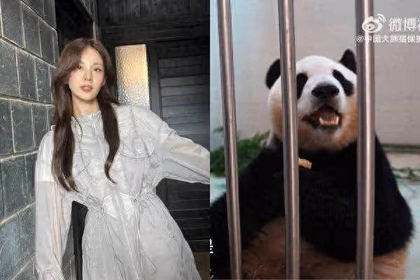 徐玄點贊「救出福寶連署」表態:它在韓多快樂 惹毛陸粉留言被灌爆