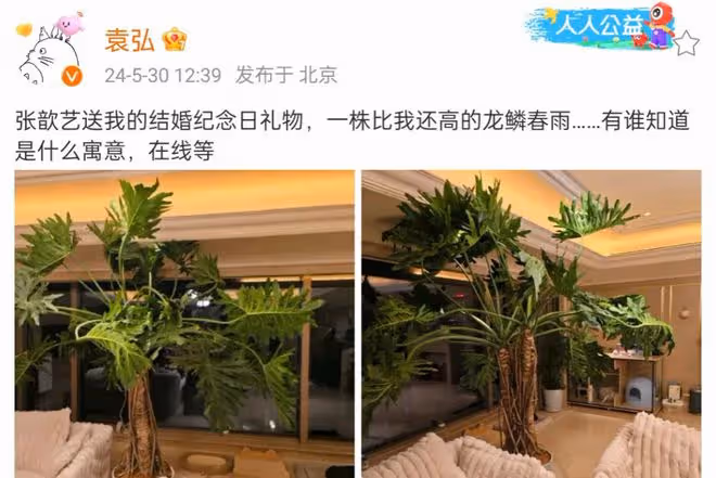 袁弘七周年婚紀收巨型綠植，張歆藝送禮寓意深，夫妻恩愛引人羨