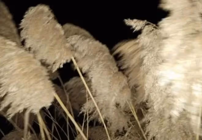 回顧:孕婦深陷沼澤4天4夜,靠喝污水維持生命,後來如何了