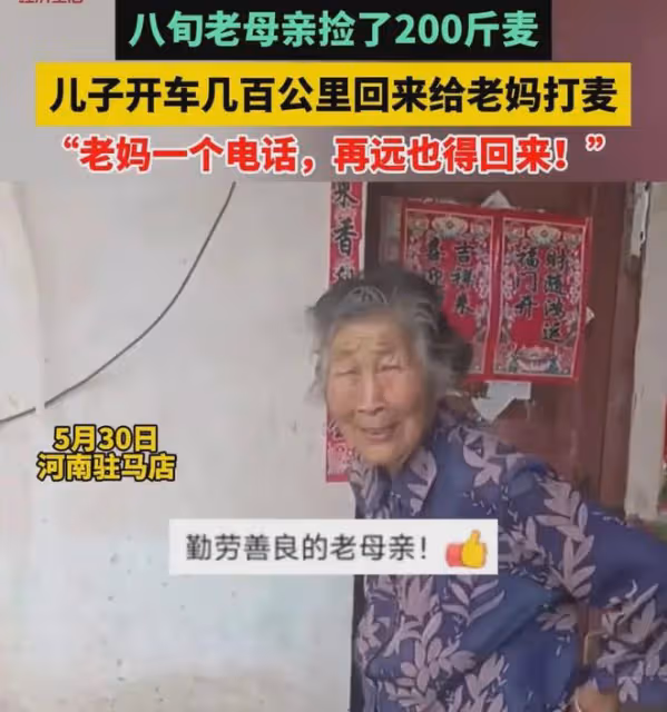 孝順!八旬老母親撿200斤麥子,兒子開車幾百公里回來給老媽打麥