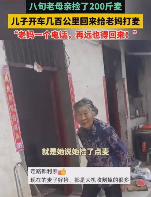 孝順!八旬老母親撿200斤麥子,兒子開車幾百公里回來給老媽打麥
